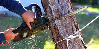 Best Emergency Tree Removal  in Talluh, LA