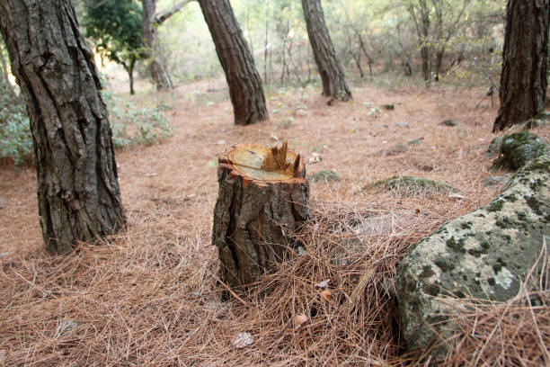 How Our Tree Care Process Works  in  Tallulah, LA