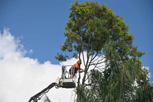 Best Tree Preservation Services  in Talluh, LA