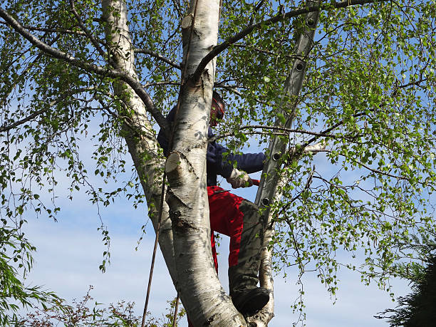 Best Tree Mulching  in Talluh, LA