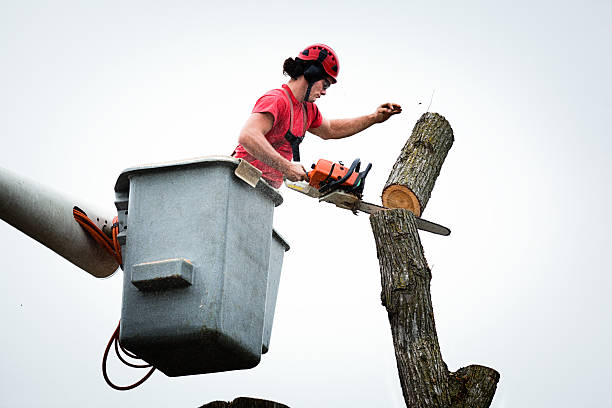 Reliable Tallulah, LA Tree Care Solutions