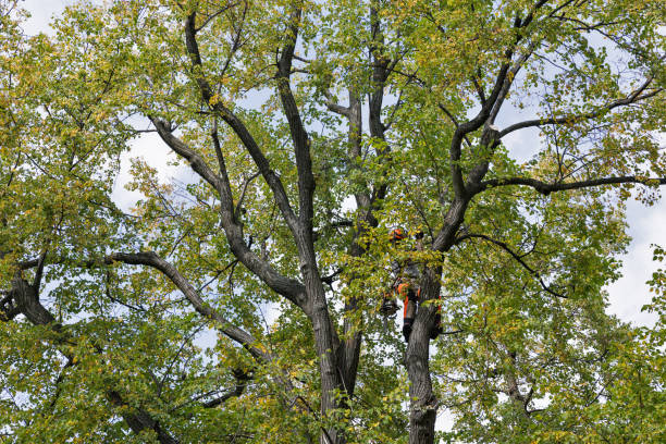 Best Tree Disease Treatment  in Talluh, LA